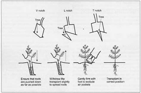 slot method planting trees